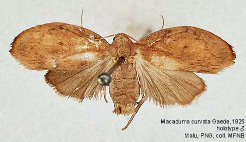Papua Insects Foundation (Lepidoptera/Erebidae/[Arctiidae]Arctiinae)